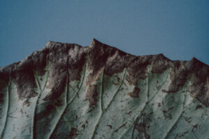 写真作品