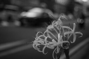 写真作品