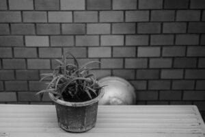 写真作品