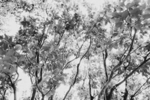 写真作品
