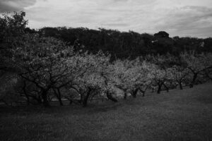 写真作品