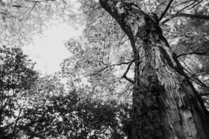 写真作品