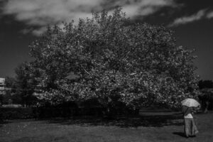 写真作品