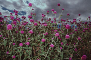 写真作品