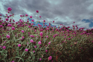 写真作品