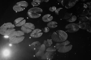 写真作品