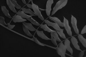 写真作品