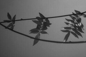 写真作品