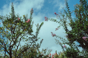 写真作品