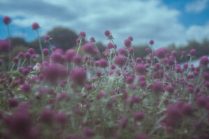 写真作品