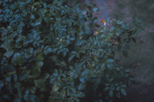 写真作品