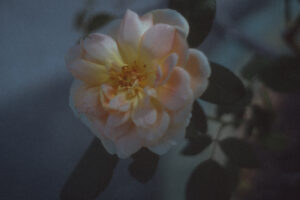 写真作品