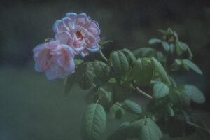 写真作品