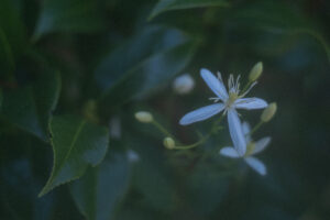 写真作品
