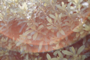 写真作品