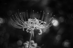 写真作品