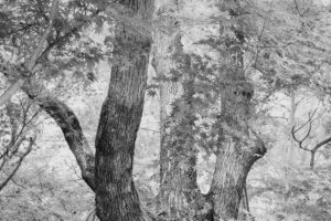 写真作品