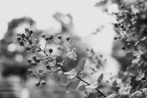 写真作品
