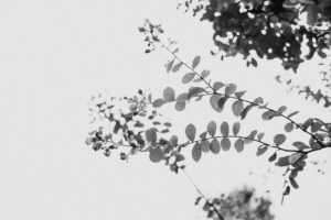 写真作品
