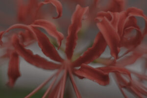 写真作品