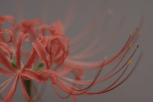 写真作品
