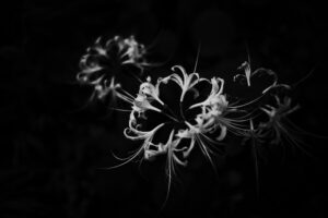 写真作品