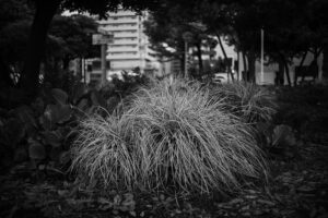 写真作品