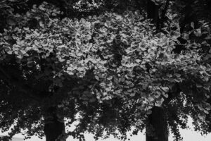 写真作品