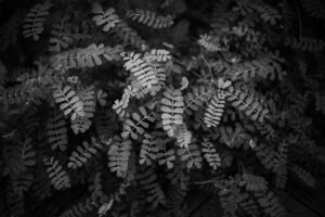 写真作品