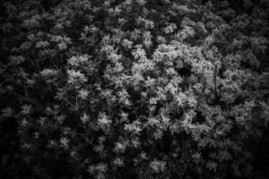 写真作品
