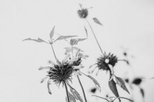 写真作品
