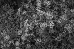 写真作品