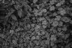 写真作品