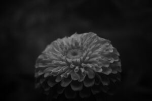 写真作品