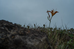 写真作品