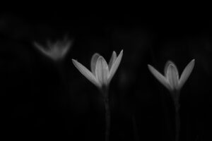 写真作品