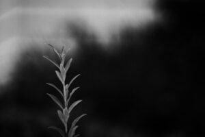 写真作品