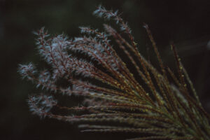 写真作品