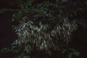 写真作品