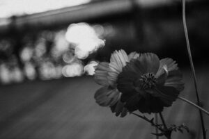 写真作品