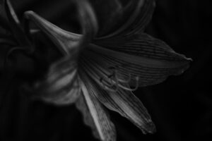 写真作品