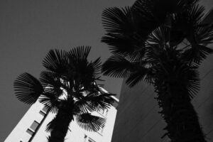 写真作品