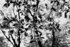 写真作品