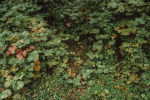 写真作品