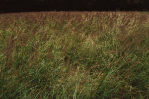 写真作品
