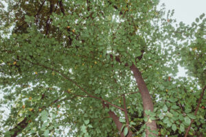 写真作品