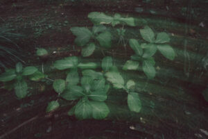 写真作品