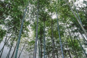 写真作品