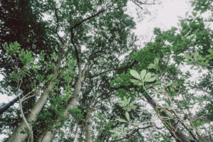 写真作品