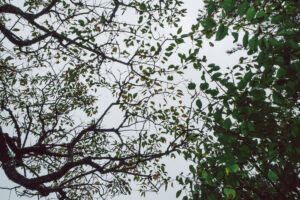 写真作品
